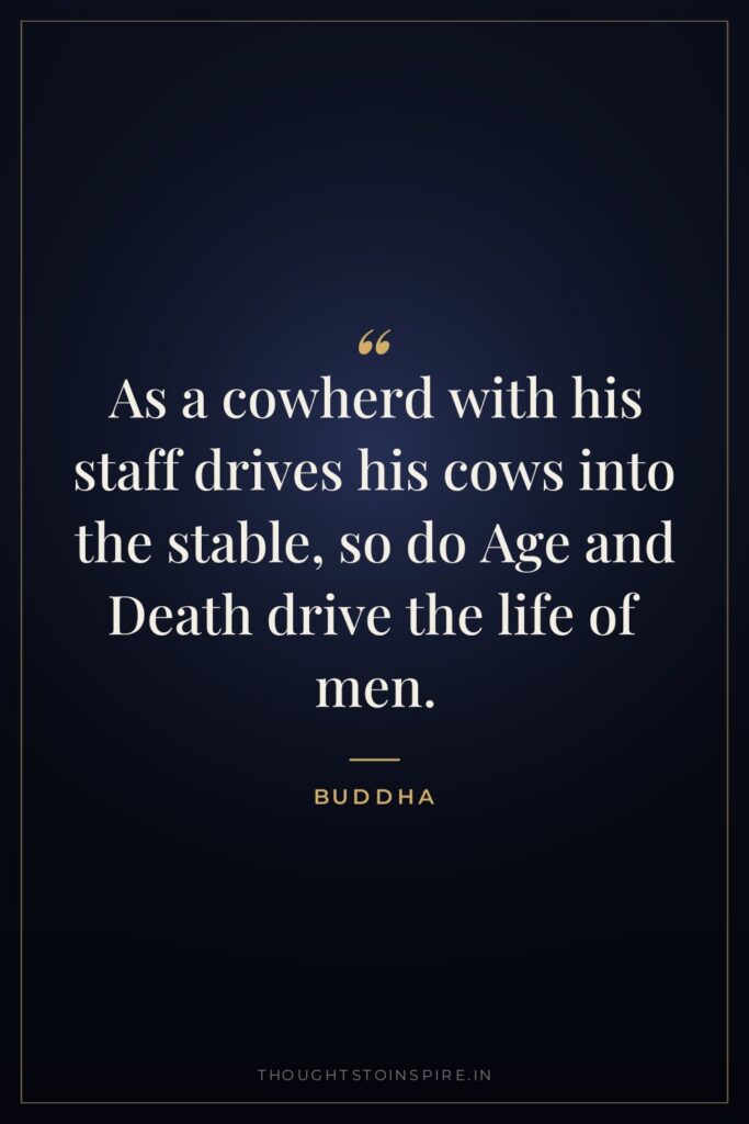 As a cowherd with his staff drives his cows into… — Buddha