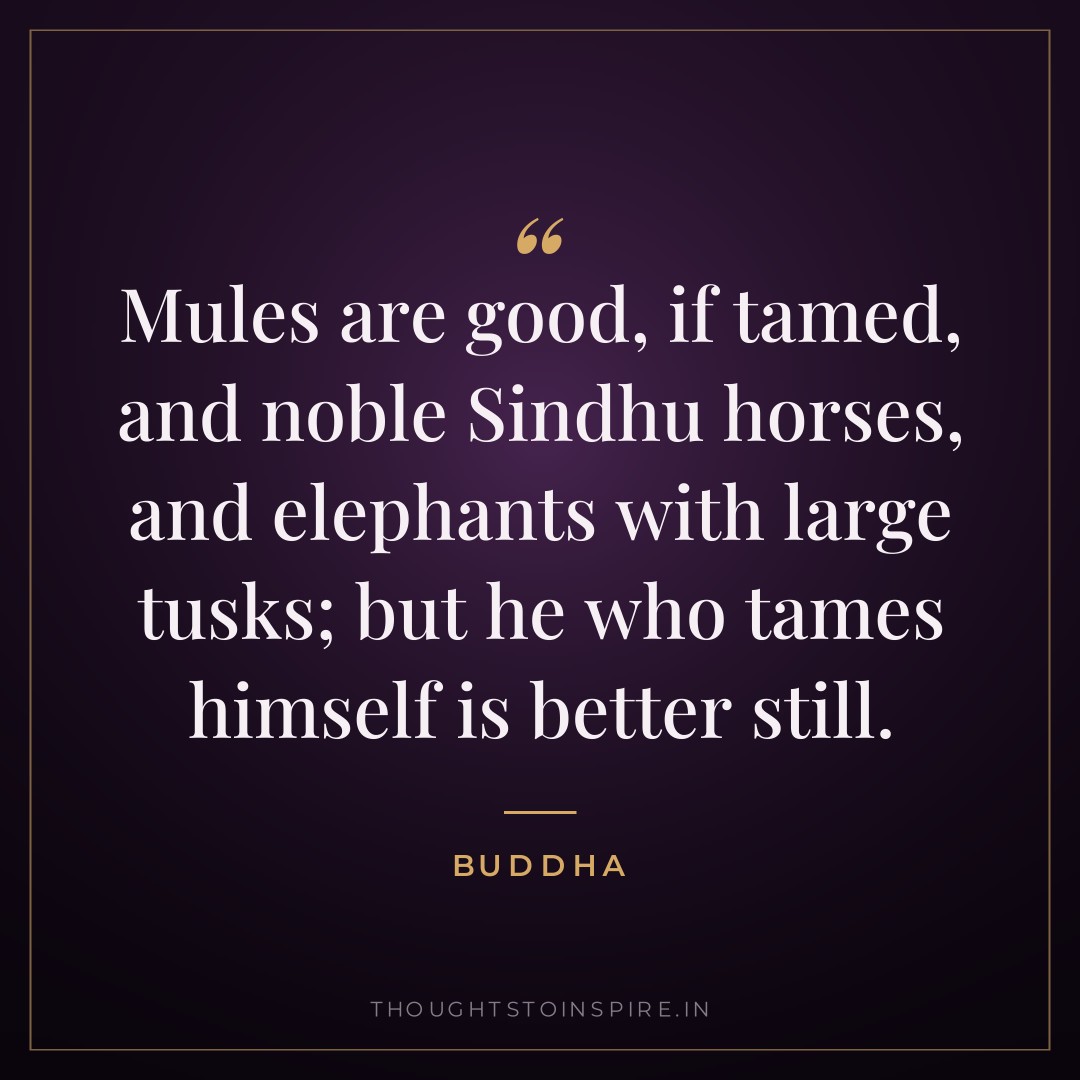 Mules are good, if tamed, and noble Sindhu horses, and elephants with large tusks; but he who tames himself is better still. — Buddha